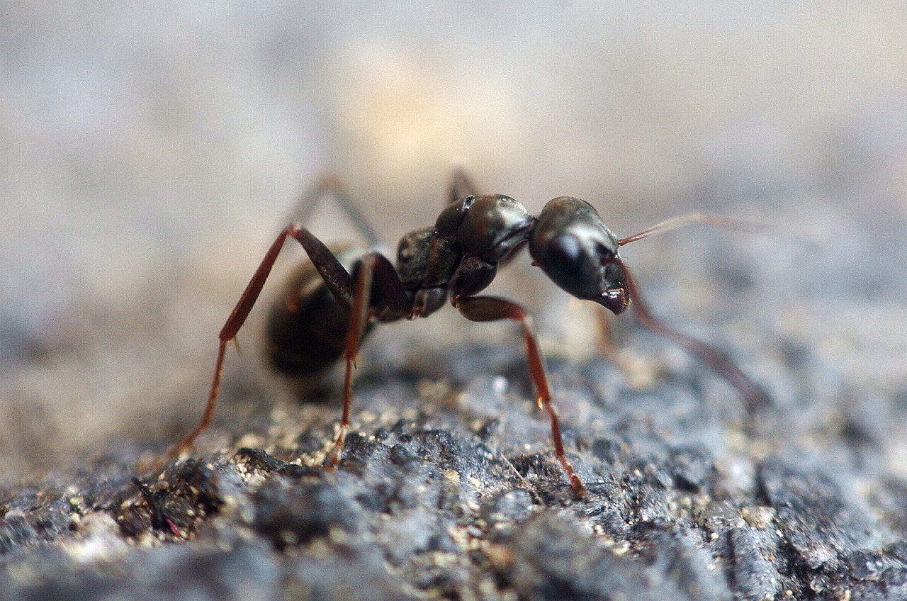 ant, insect, macro-1350089.jpg